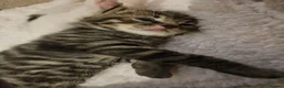 Mixed Breed cats for sale: Cats for sale in Bradford - Advert 6