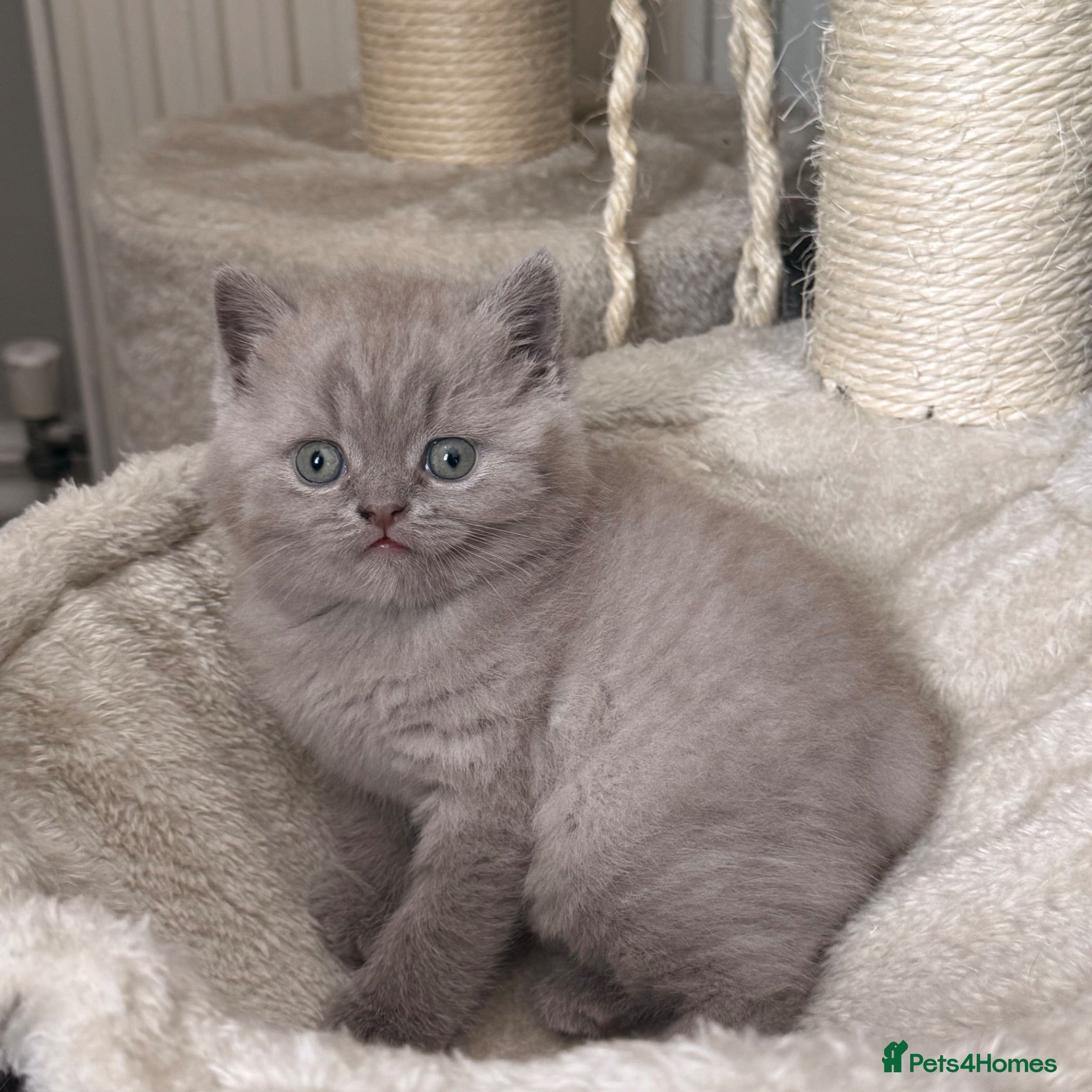 British Shorthair cats British Shorthair kitten  - Advert 6