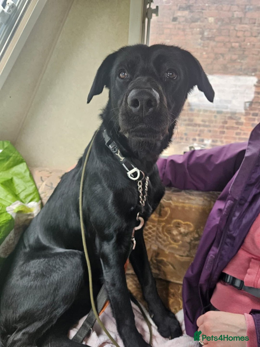 Labrador Retriever dogs for adoption: Ben   - Image 13