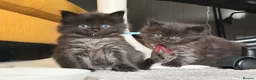 Ragcoon cats for sale: Black Smoke Ragcoon Kittens in Dunfermline - Advert 1