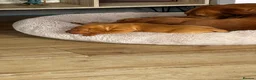 Hungarian Vizsla dogs for sale: Beautiful litter of 5 Vizsla puppies  - Advert 3