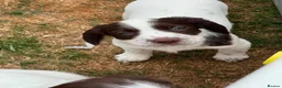 English Springer Spaniel dogs for sale: HEALTH TESTED QUALITY ENGLISH SPRINGER SPANIELS  - Advert 28