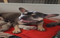 French Bulldog dogs for sale: Stunning pups - Image 4