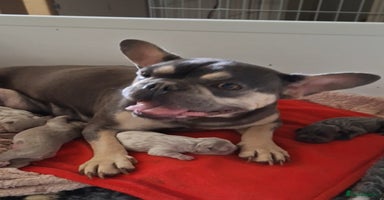 French Bulldog dogs - Advert 6