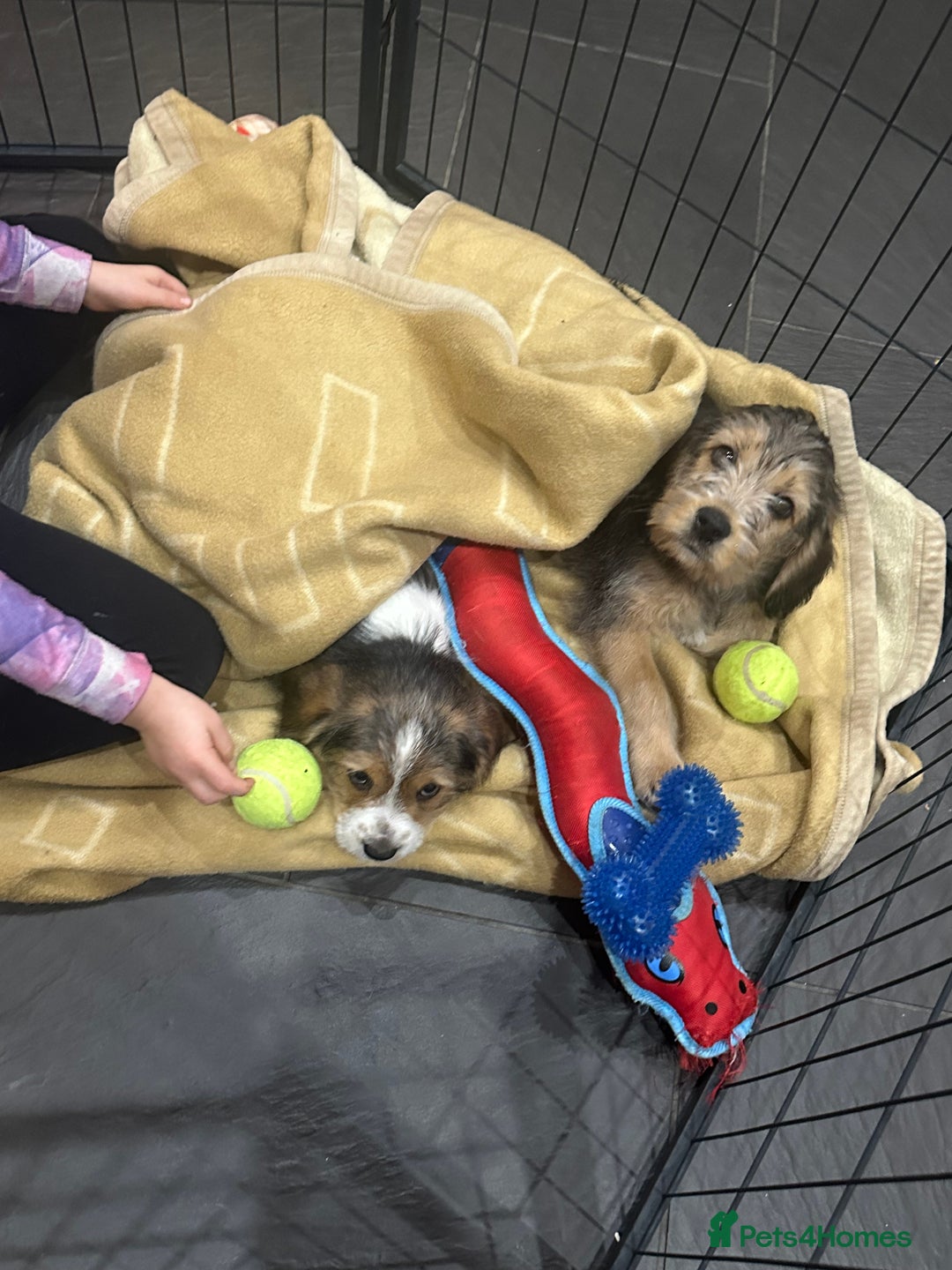 Mixed Breed dogs for sale: Beautiful Beagle X Cavapoo Puppies.  - Advert 19