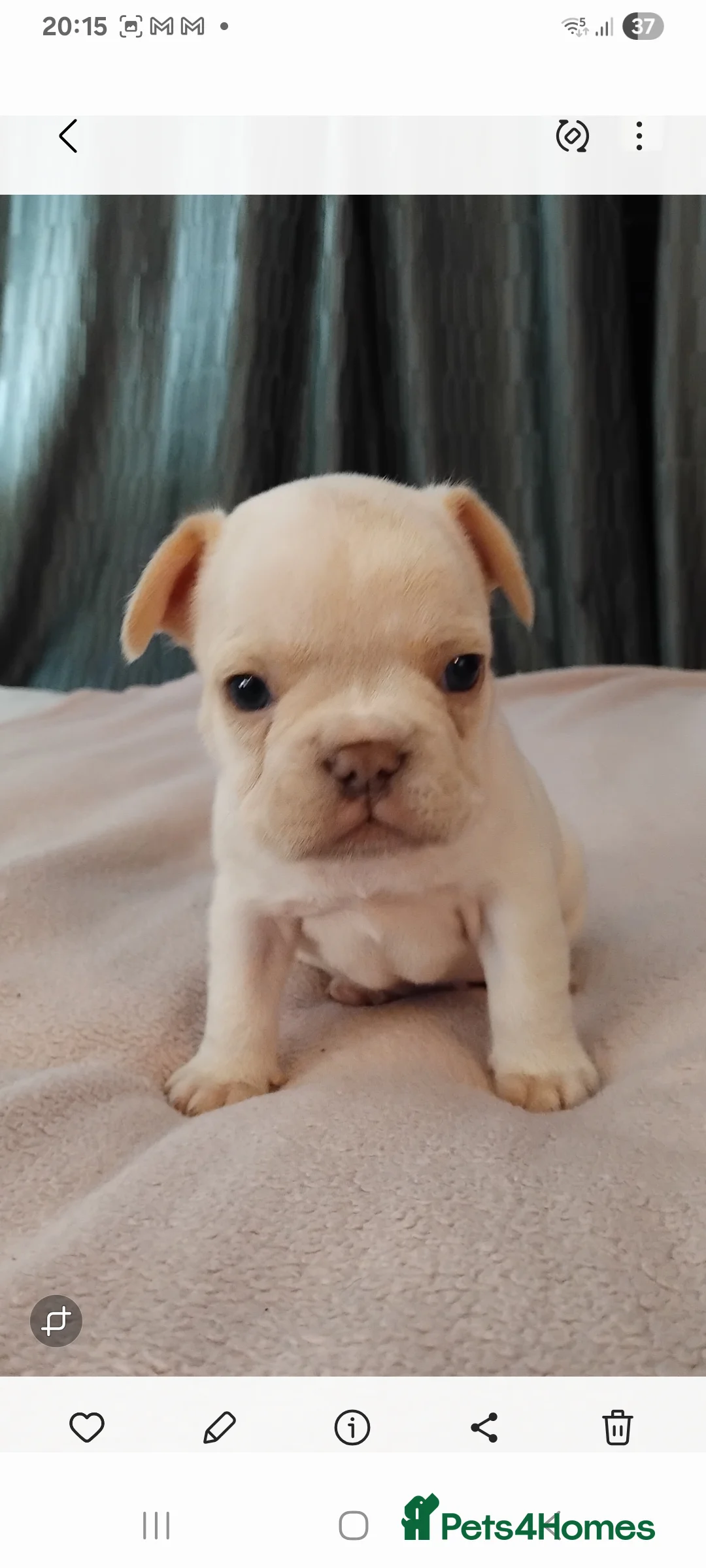 French Bulldog dogs for sale: 4 beautiful french bulldog pups - Advert 15
