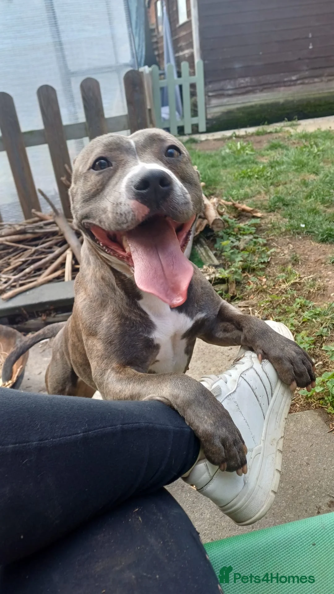 Mixed Breed dogs for sale: Rehoming Luna  in Malvern - Advert 7