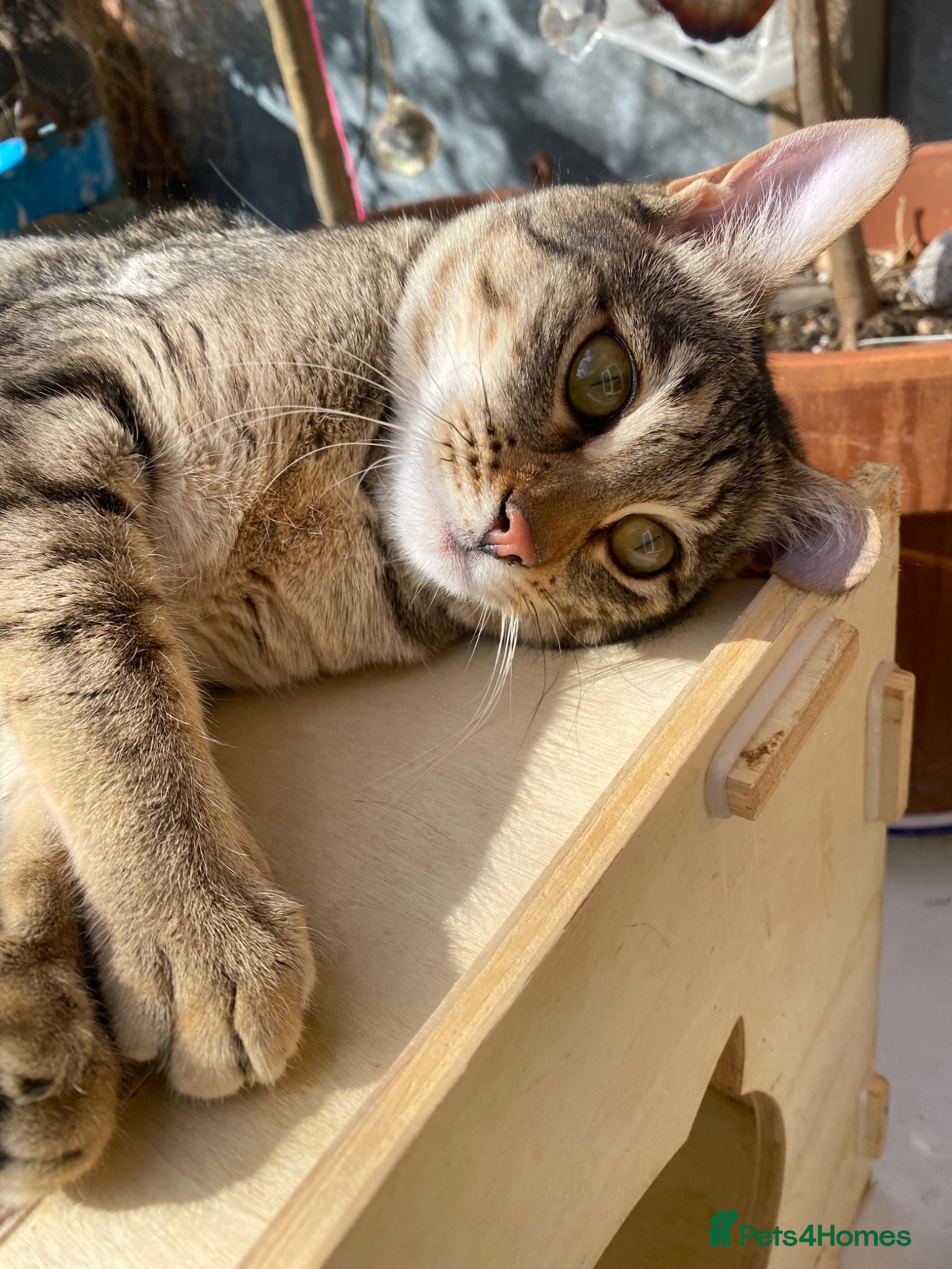 Savannah cats FULL PEDIGREE SAVANNAH girl KITTEN F5 SBT - Advert 1