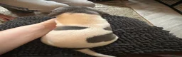 Mixed Breed dogs for sale: 🐾Reduced🐾READY NOW!!Italian x whippet pups! - Advert 25