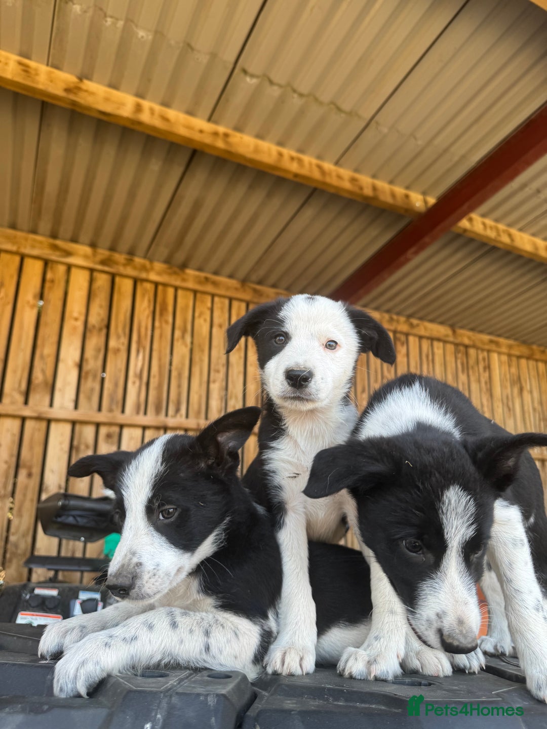Border Collie dogs for sale: 3 males left .. female now sold! - Image 22