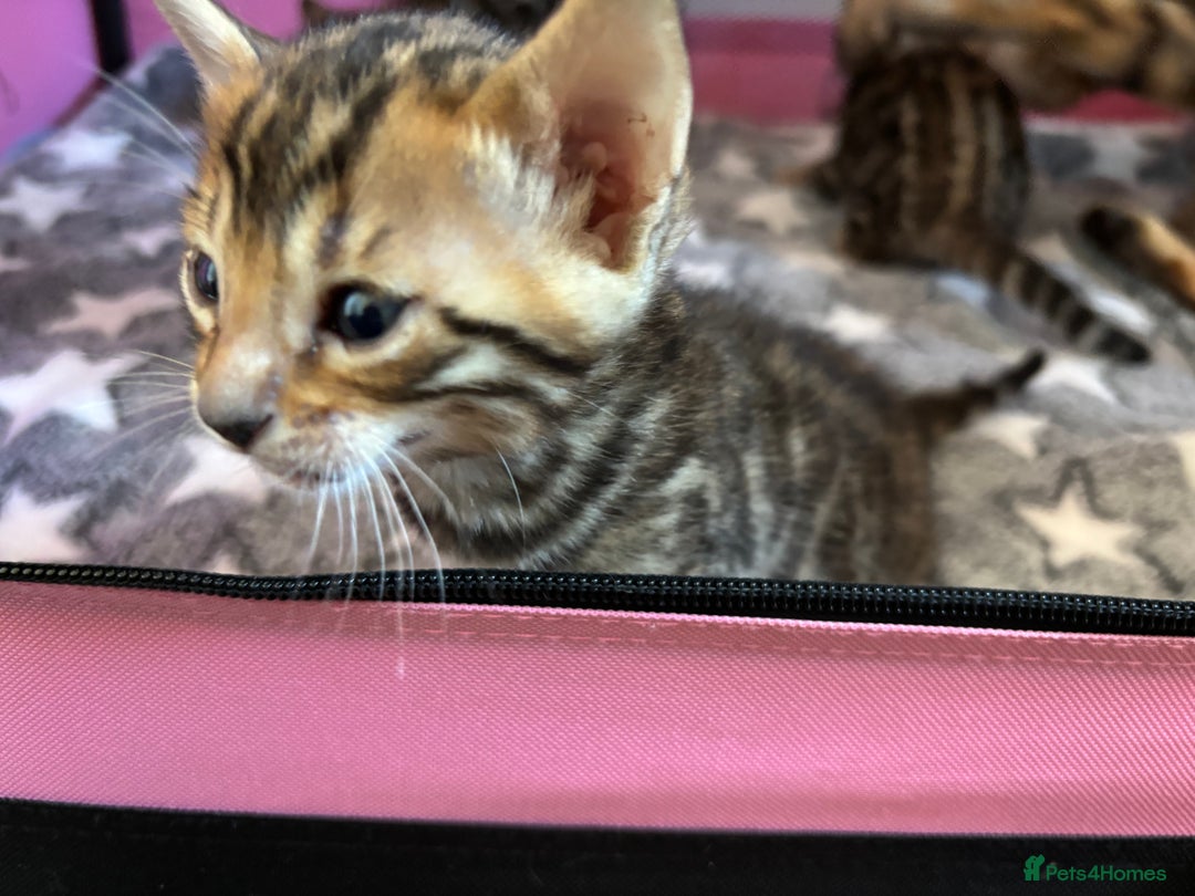 Bengal cats for sale: Supreme Grand Champion TICA bengal kittens  - Image 15