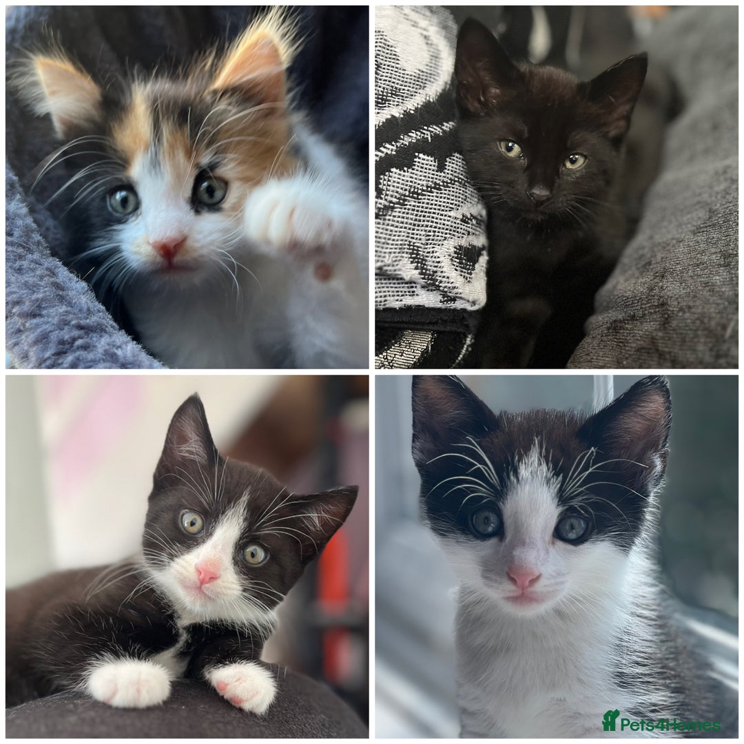 Mixed Breed cats for sale: 4 kittens for sale from 2 litters - Image 1