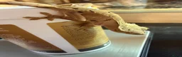 Gecko reptiles for sale: Happiny the Crested Gecko - Advert 6