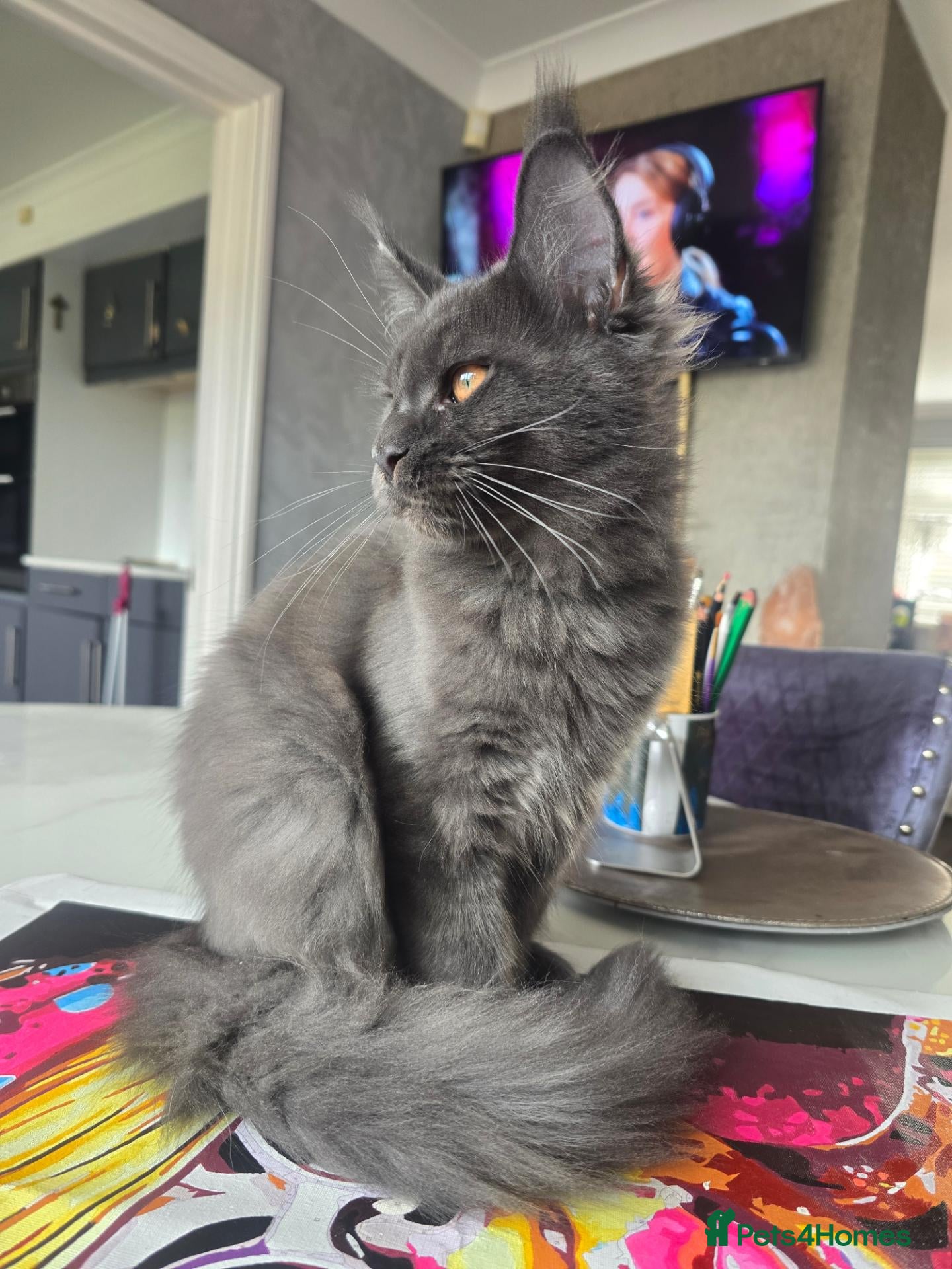 Maine Coon cats Blue Maine Coon kitty TICA registered  - Advert 2