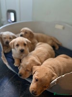 Labrador Retriever dogs Labrador Puppies - Advert 8