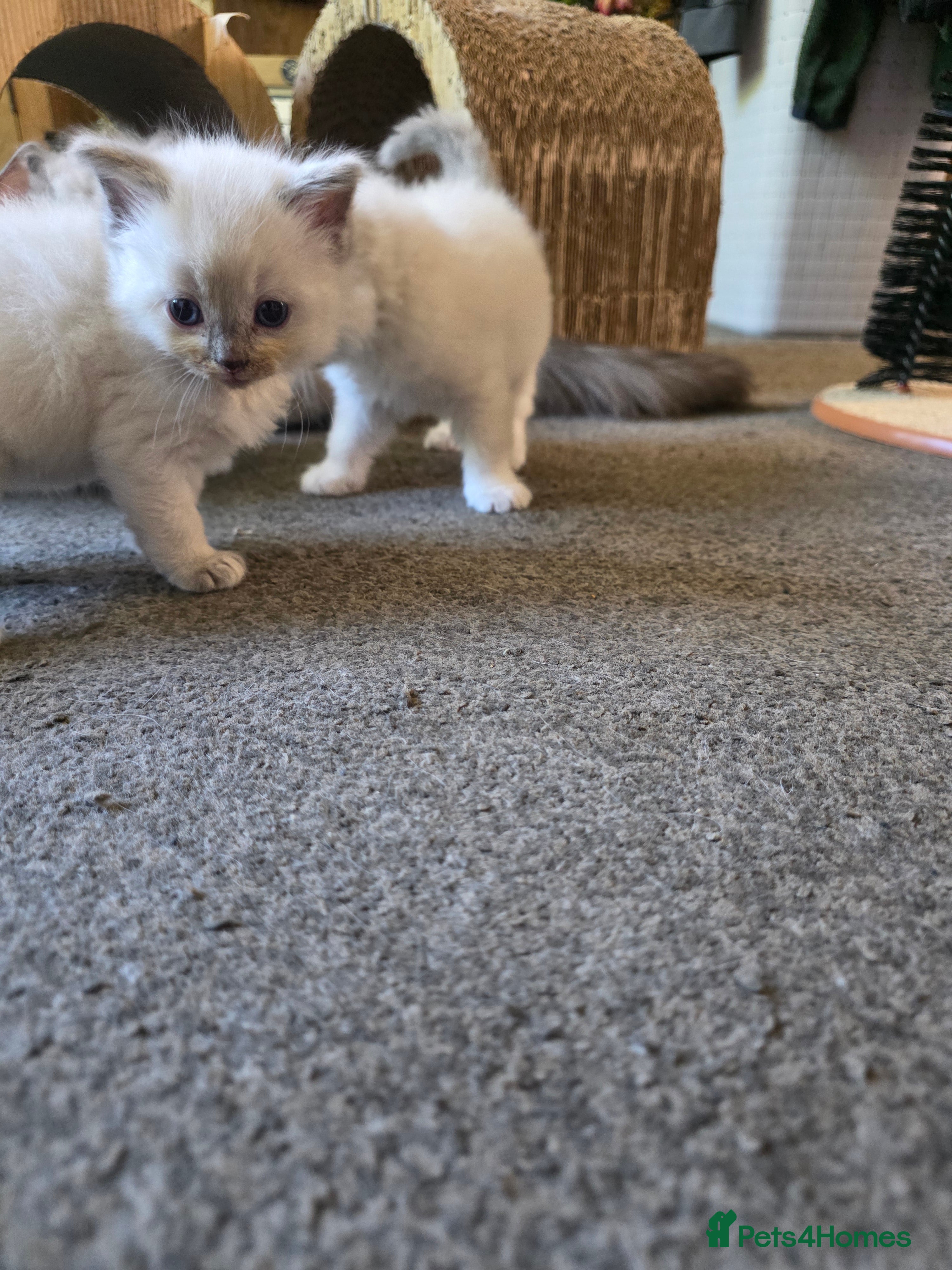 Ragdoll cats for sale: Gorgeous ragdoll kittens  - Advert 17