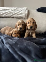 Cocker Spaniel dogs The Perfect Mix Cocker Pups Working x Show 3 Boys - Advert 11