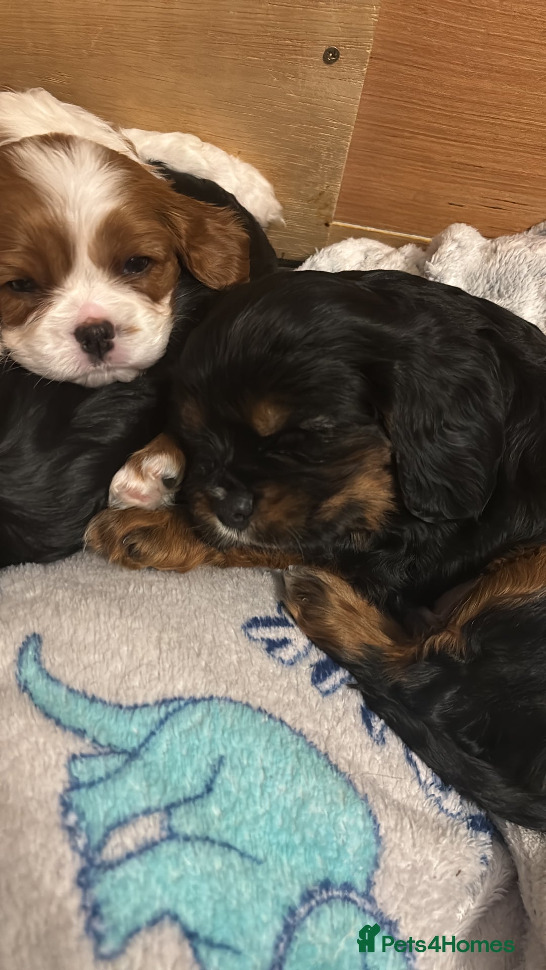 Cavalier King Charles Spaniel dogs for sale: KC registered Cavalier King Spaniel puppies - Advert 12