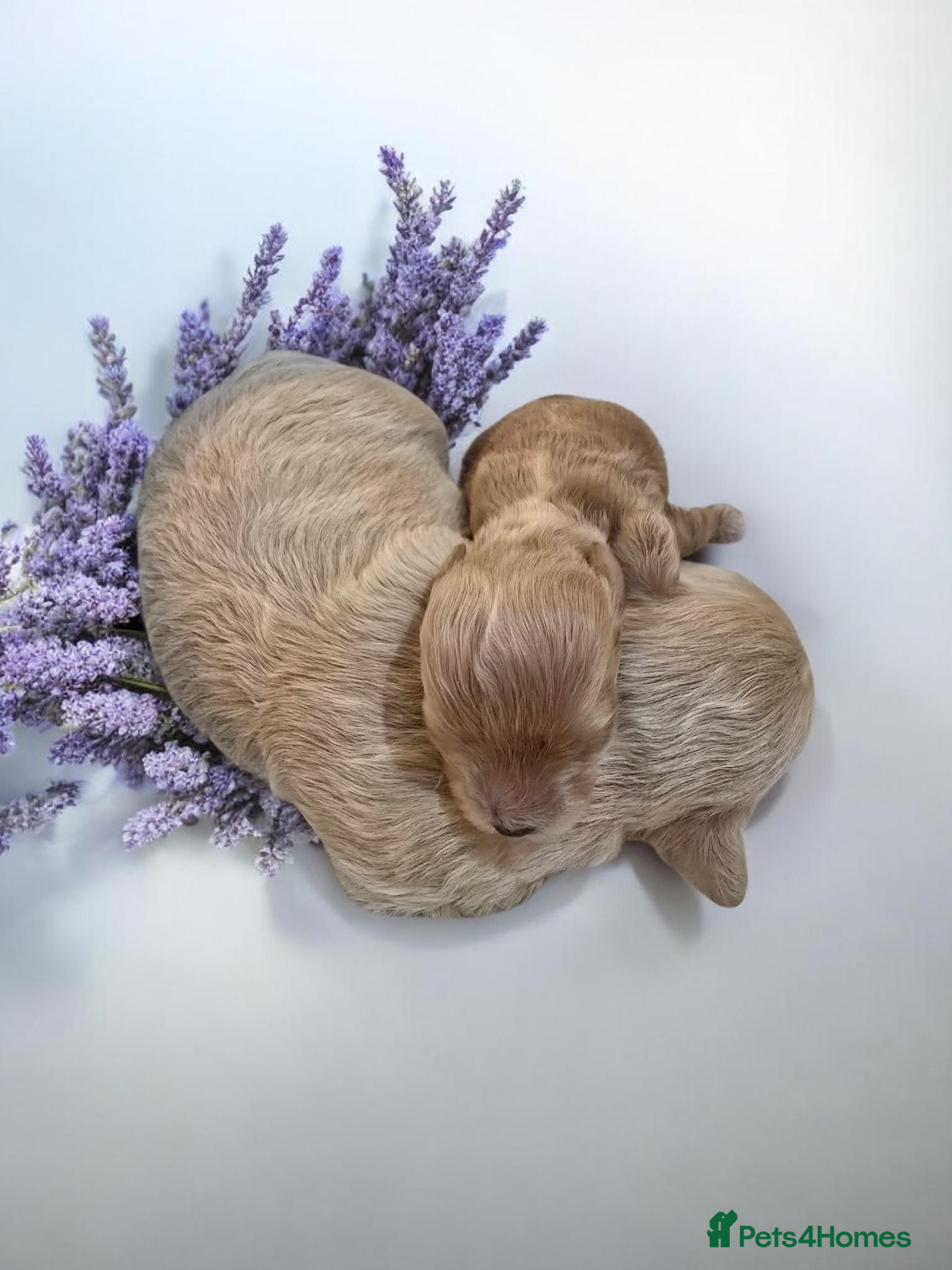 Maltipoo dogs Beautiful F1 maltipoo looking forever home ❤️🐶 - Advert 1