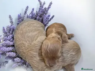 Maltipoo dogs Beautiful F1 maltipoo looking forever home ❤️🐶 - Advert 1