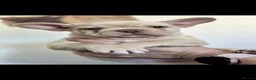 French Bulldog dogs for sale: Beautiful french bulldog puppies in Bristol - Advert 5