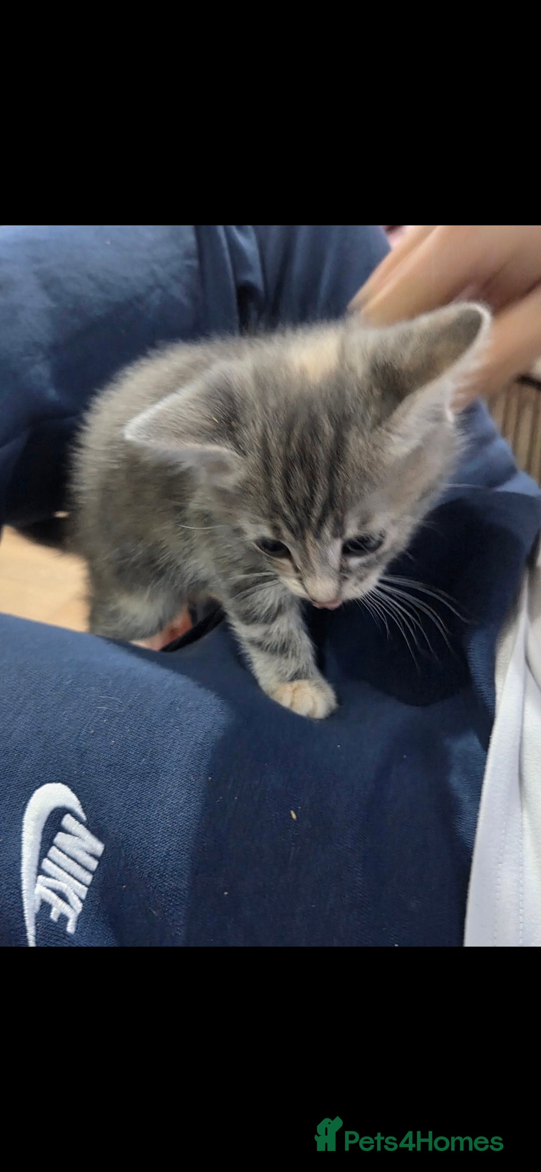 Mixed Breed cats for sale: Kittens  - Advert 17