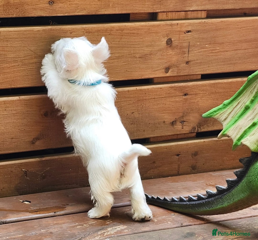 West Highland Terrier dogs for sale: Top import champion bred westies - Image 8