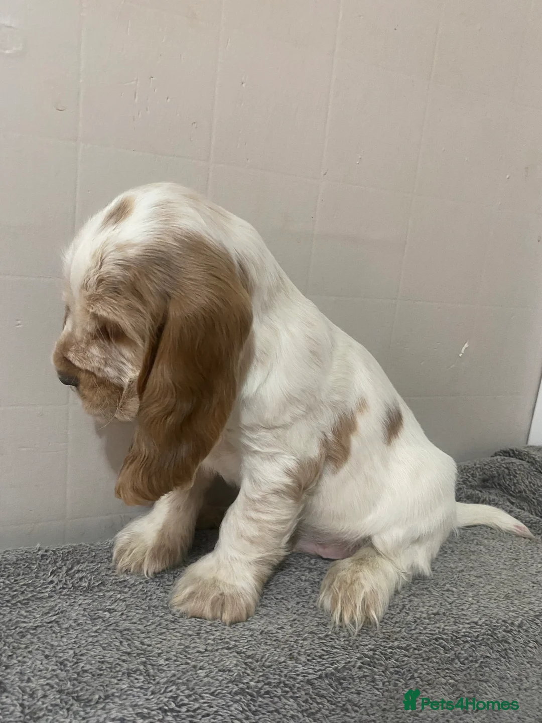 Cocker Spaniel dogs for sale: ‘Show Type’ Cocker Spaniel Puppies. KC Registered. - Advert 12
