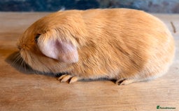 Guinea Pig rodents for sale: Beautiful Purebred Buff Guinea Pigs - Advert 1