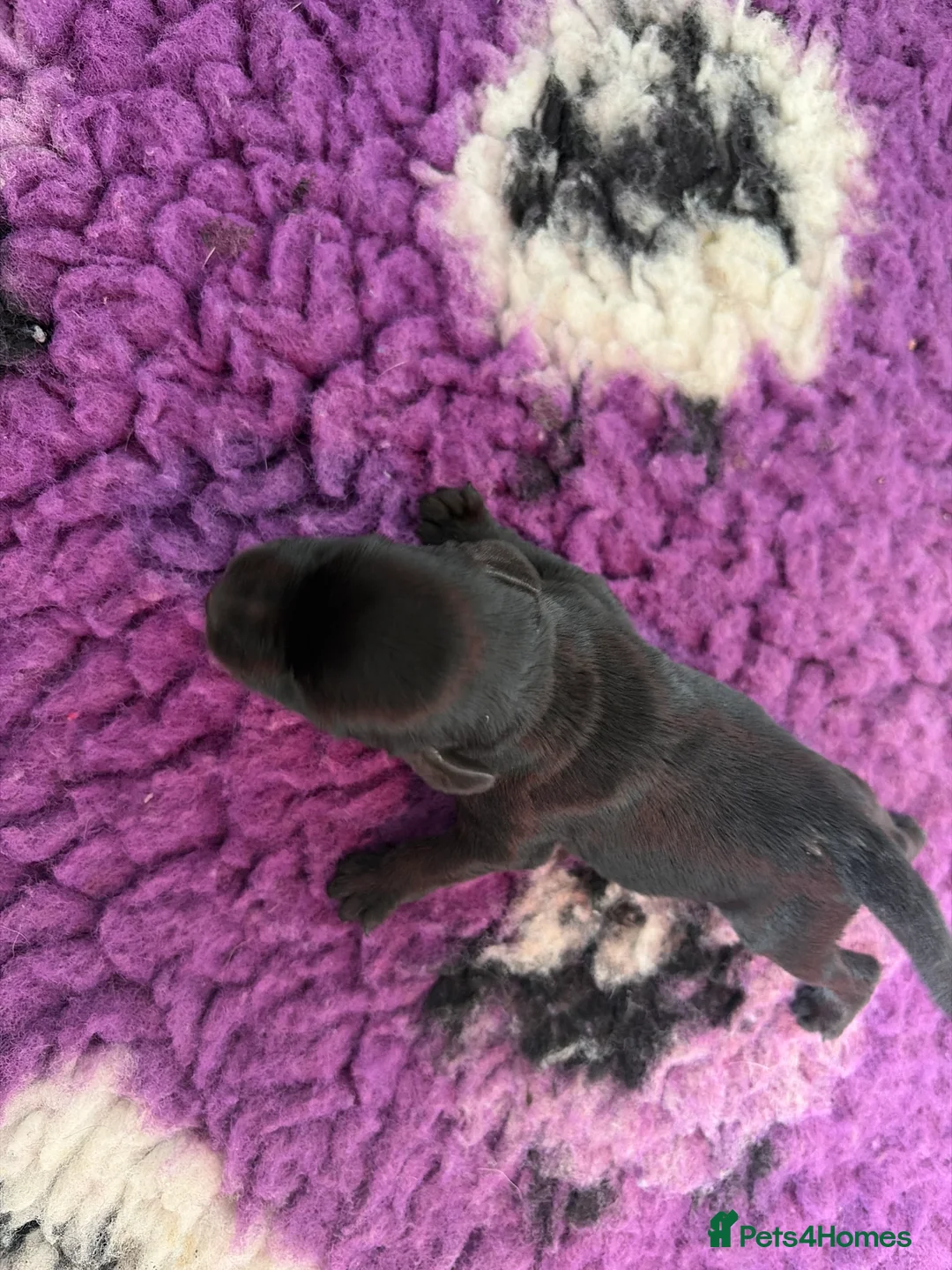 Miniature Schnauzer dogs for sale: Stunning black litter - Advert 2