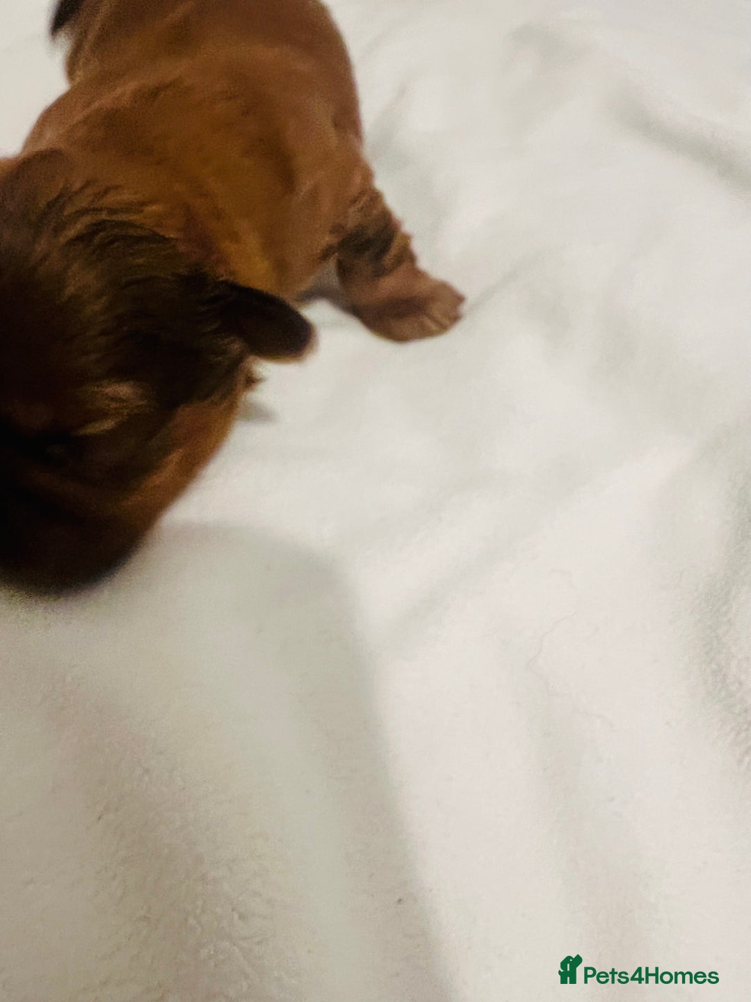 Shih Tzu dogs for sale: KC registered pure breed imperial shihtzu puppies  - Advert 14