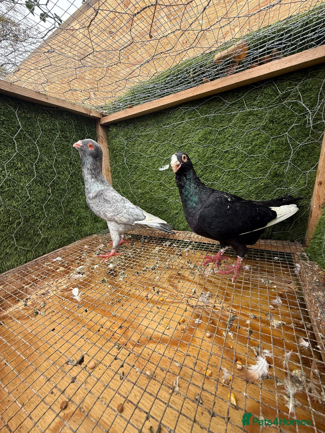 Pigeons birds for sale: Syrian pigeons for sale - Image 3