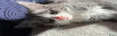 Norwegian Forest Cat 1