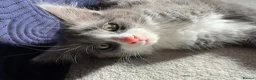 Norwegian Forest Cat cats for sale: Beautiful Norwegian Mix Kittens – 2 Boys & 1 Girl - Advert 11