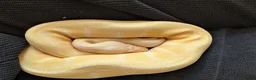 Python Snake reptiles for sale: Albino Pinstriped Royal Python  - Advert 1