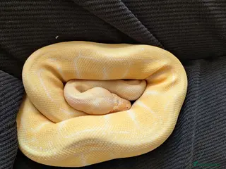Python Snake reptiles Albino Pinstriped Royal Python - Advert 1