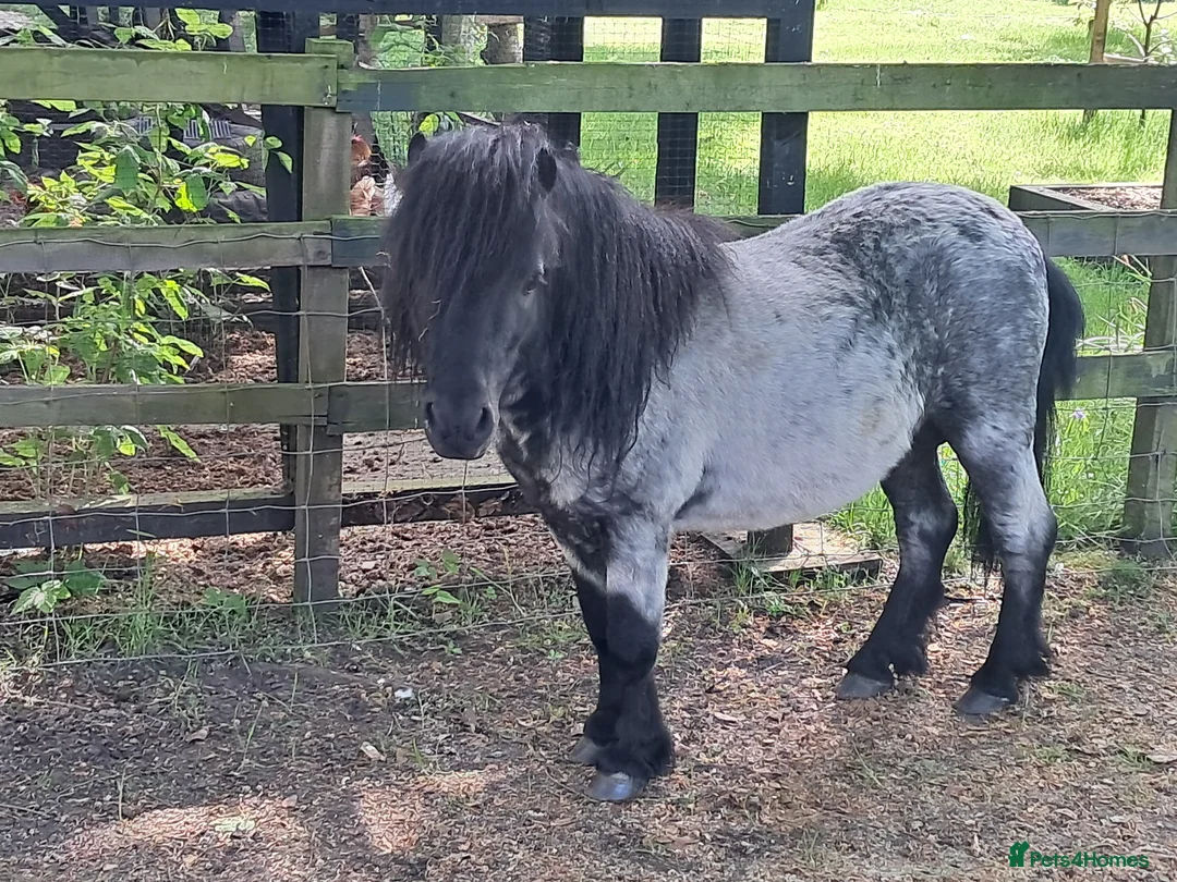 Shetland pony horses for sale: Shetland ponies in Carlisle - Advert 3