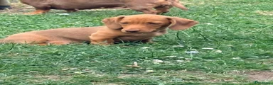 Miniature Dachshund Puppy 1