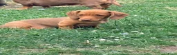Miniature Dachshund dogs for sale: ⭐️REDUCED⭐️KC Miniature Smooth haired Dachshund  - Advert 20