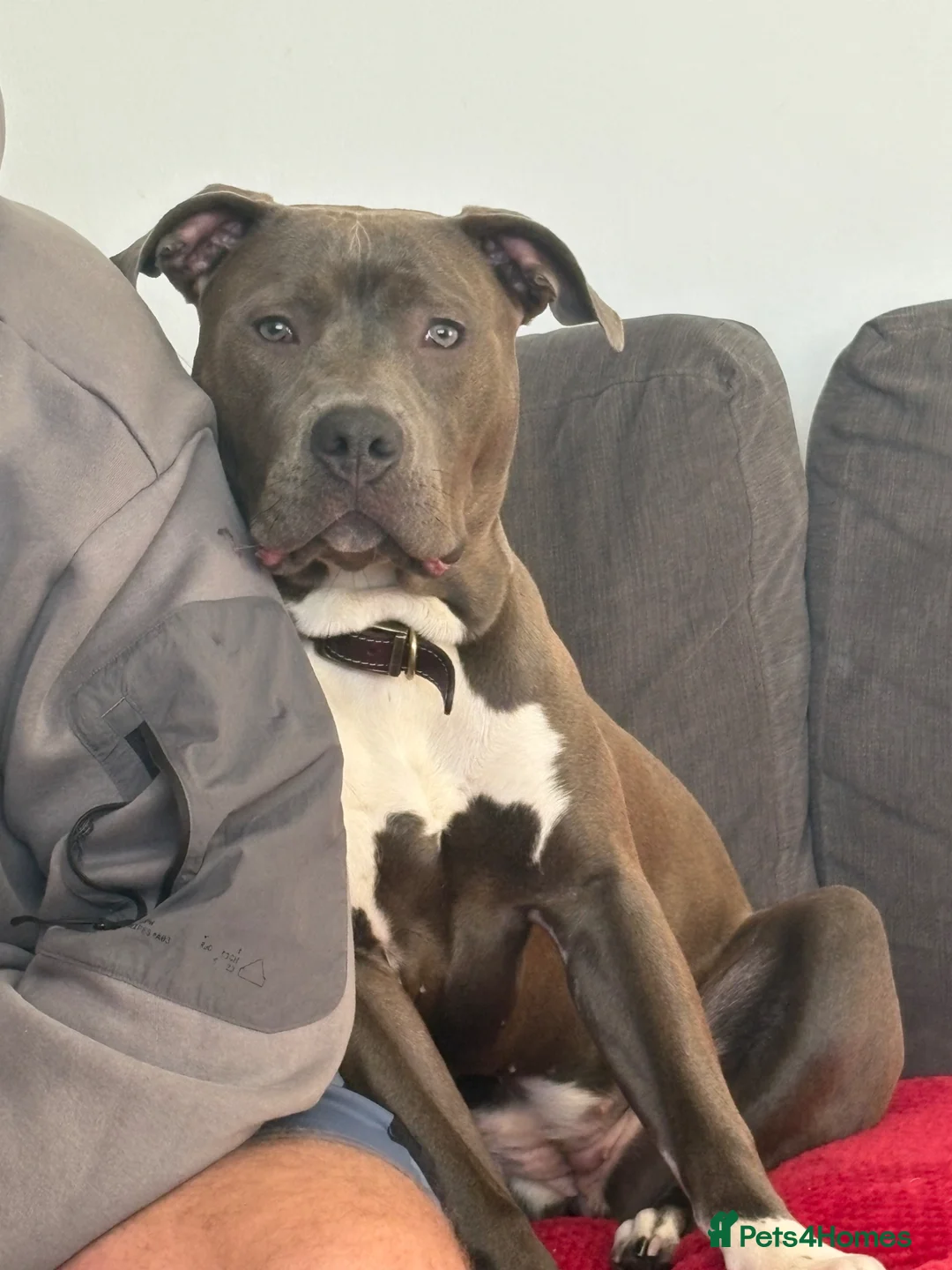 American Bull Staffy dogs for sale: Lady  in Carlisle - Advert 1