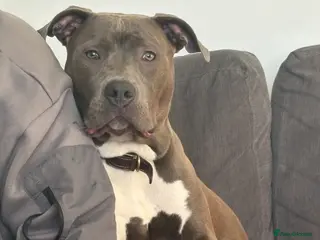 American Bull Staffy dogs Lady - Advert 2