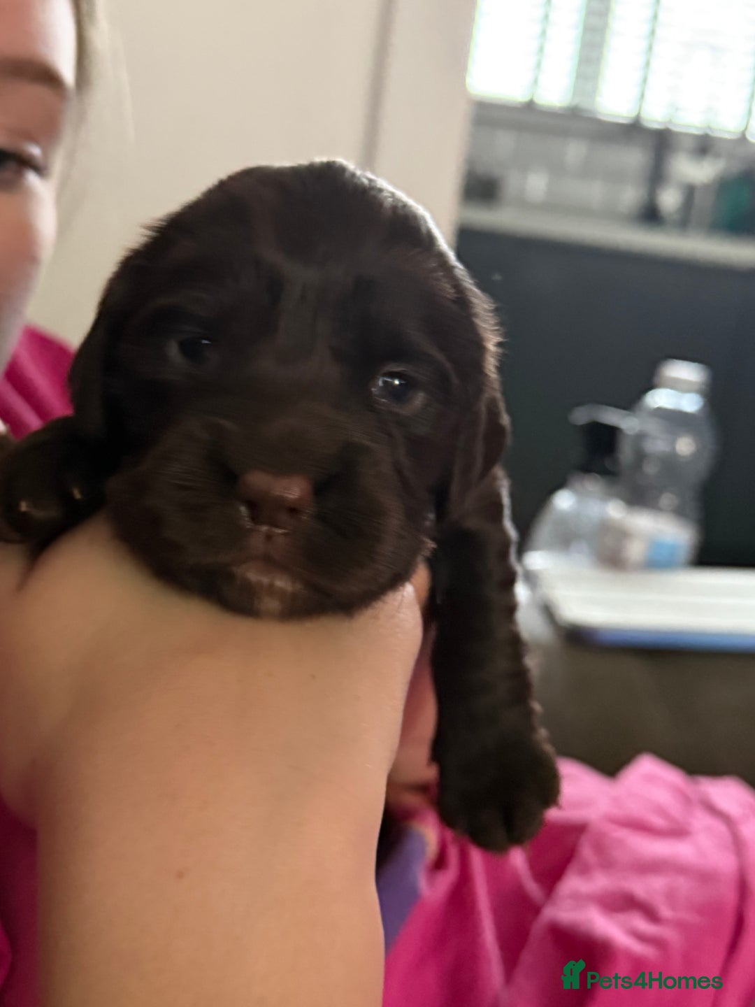 Mixed Breed dogs for sale: Cocker spaniel x sproodle beautiful puppies - Image 6