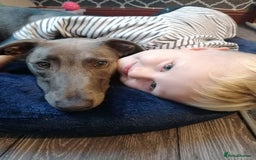 Mixed Breed dogs for sale: 5 lovely Lurchers  - Image 3