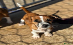 Jack Russell dogs for sale: Jack Russell’s - Image 13