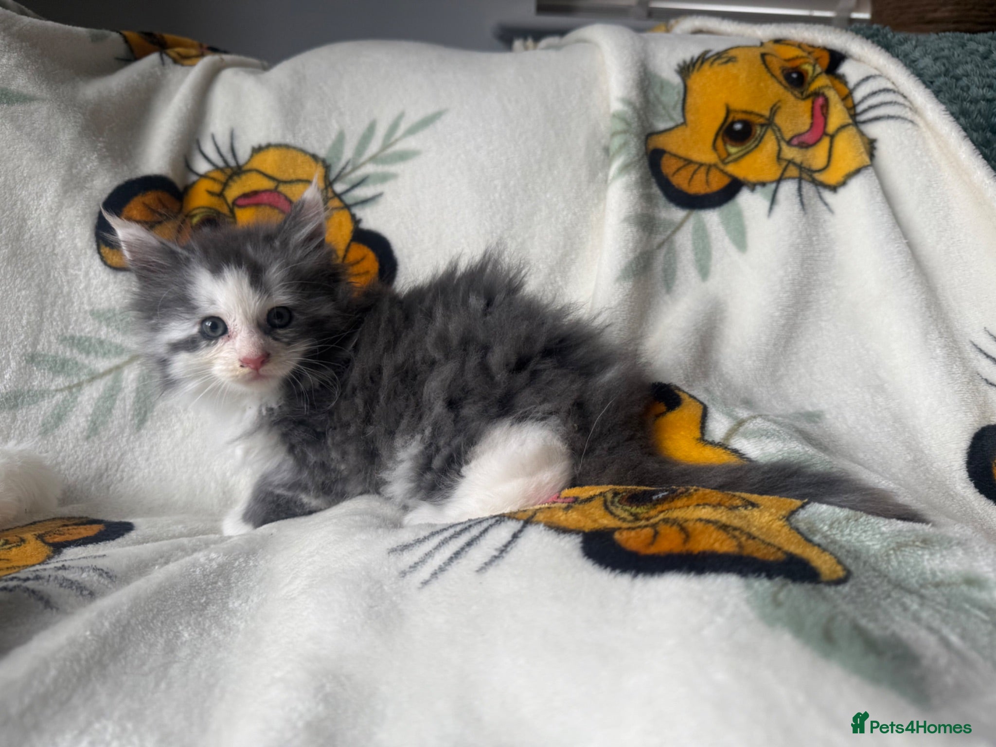 Maine Coon cats Stunning Purebred polydactyl Maine Coon Kittens - Advert 16