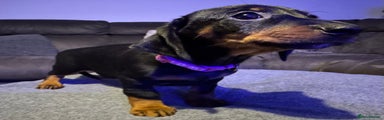 Dachshund Puppy pink collar 
