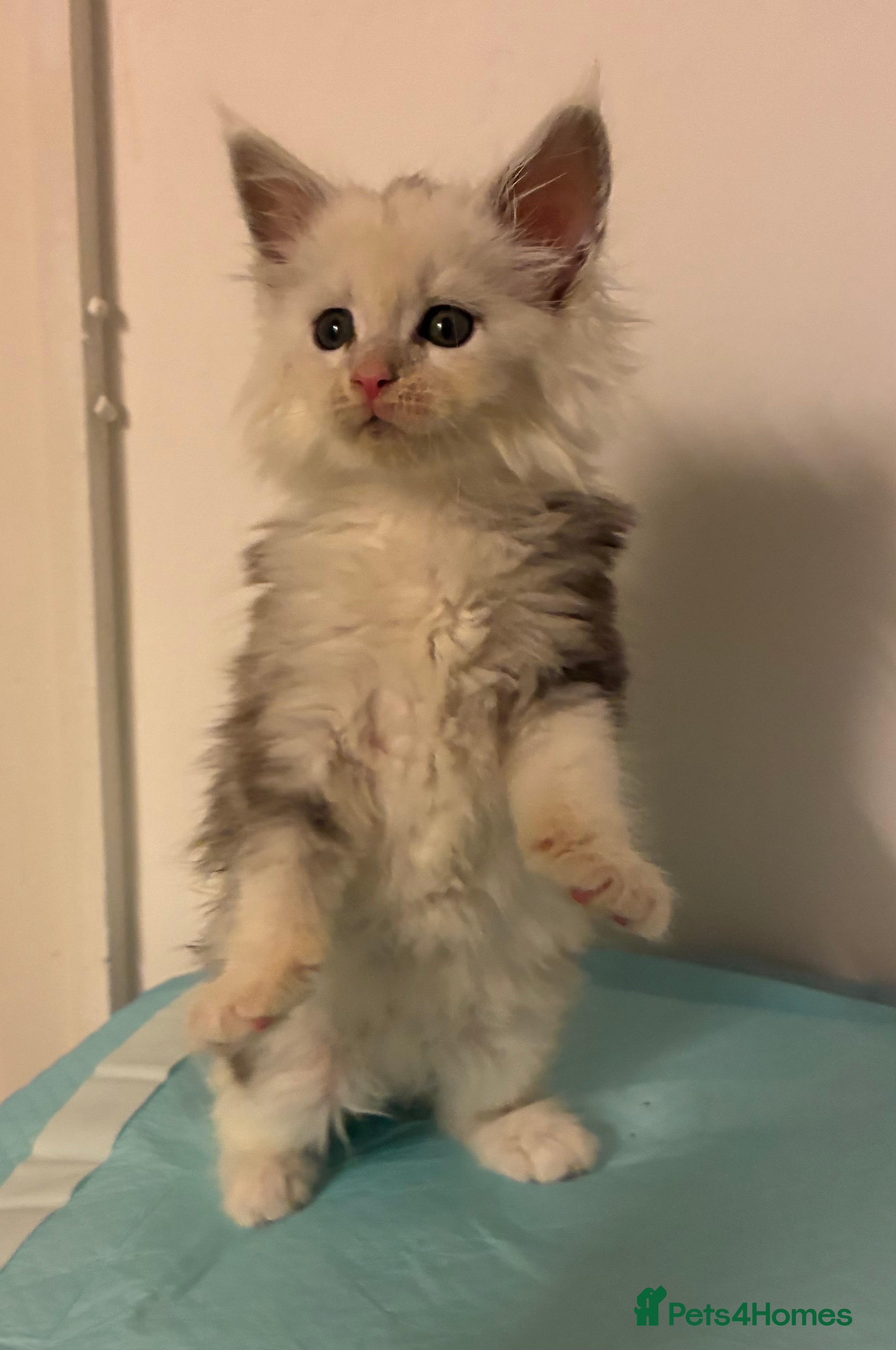 Maine Coon cats Poly Maine Coons Registered Neutered Vaccinated   - Advert 13