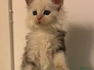 Maine Coon cats Poly Maine Coons Registered Neutered Vaccinated - Advert 13