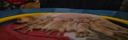 Labrador Retriever dogs for sale: 3 Beautiful Labs for sale 2x Boys 1x Girls  - Advert 17