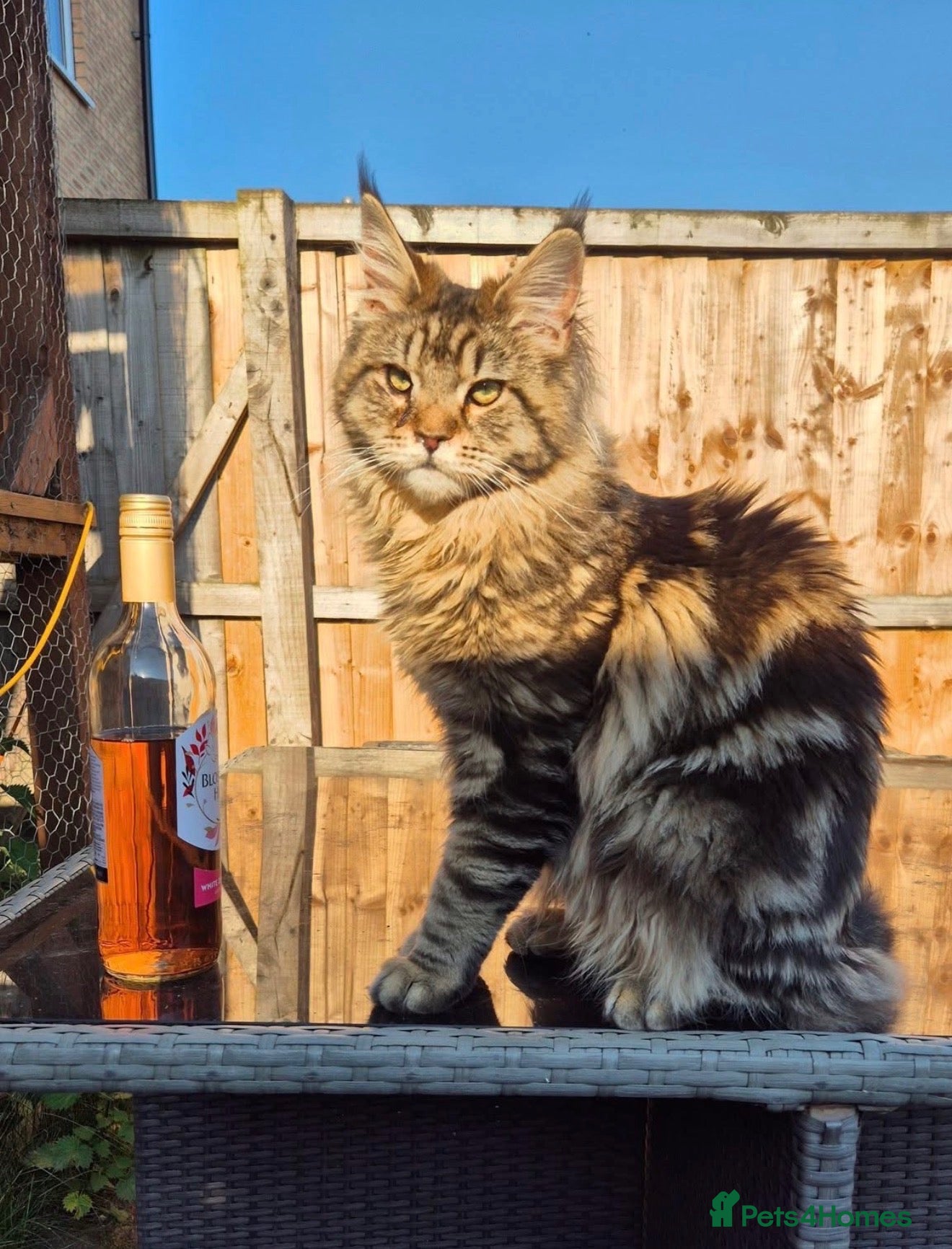 Maine Coon cats Male Maine Coon - Advert 1